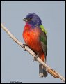 _2SB2091 painted bunting
